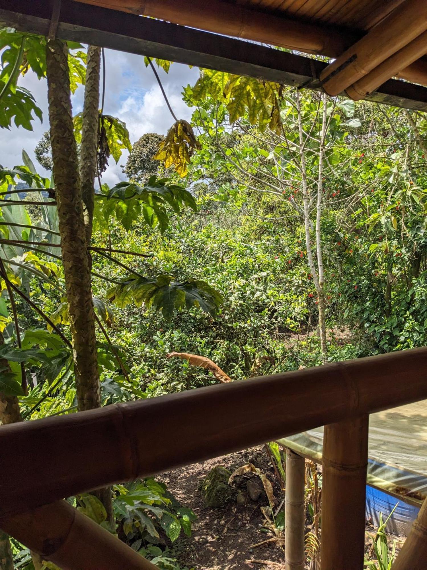Golden Tree Mindo Eco-Lodge Esterno foto